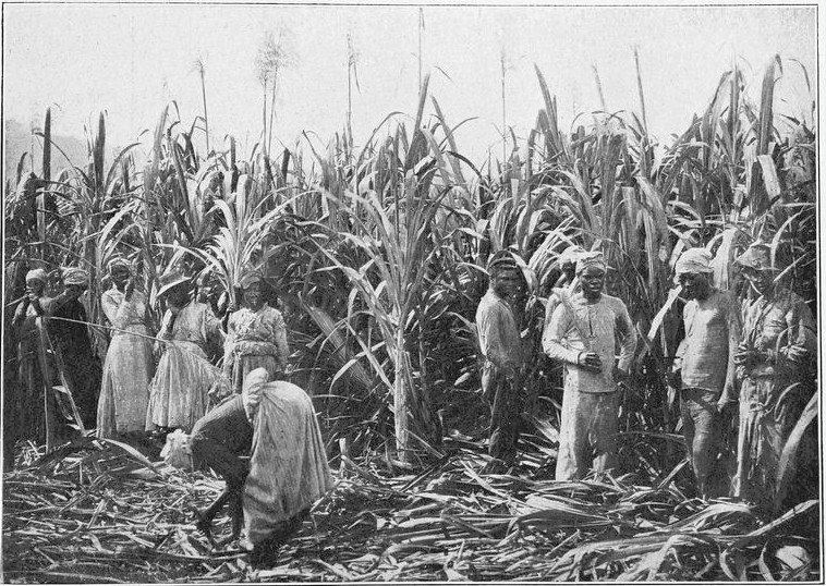 Recolección a mano de azúcar de caña